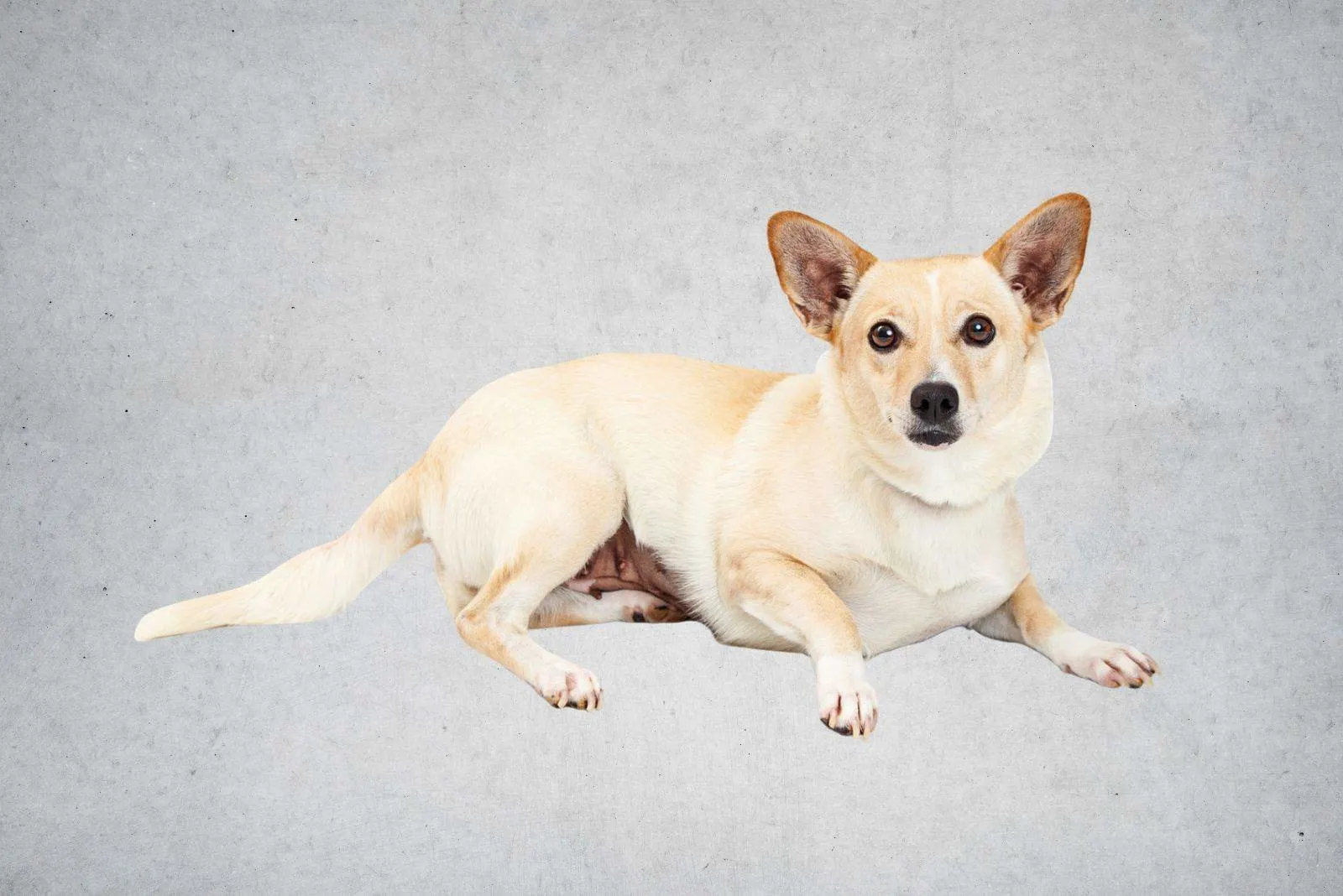 Chihuahua and Corgi mixed breed dog laying down to the side and looking at the camera S