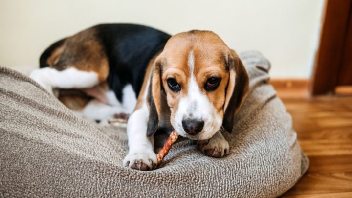 Corgi Beagle Mix: Could This Be The Designer Dog For You?