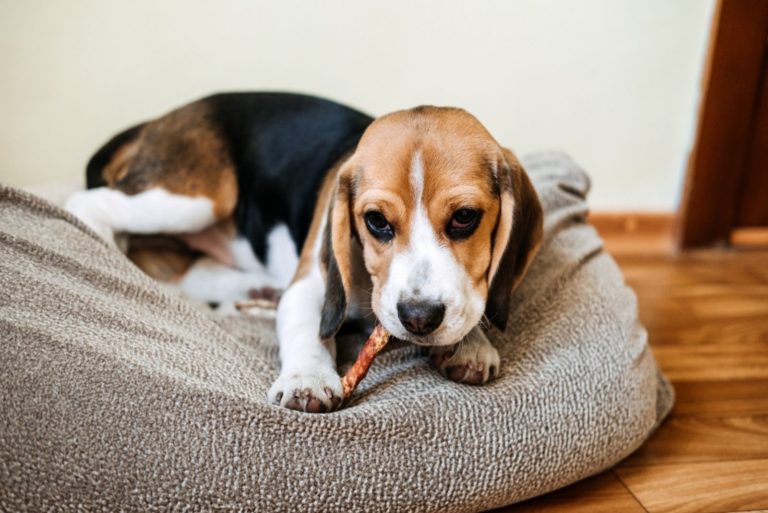 Beagle puppy eating Dog Snack Chewing Sticks at home