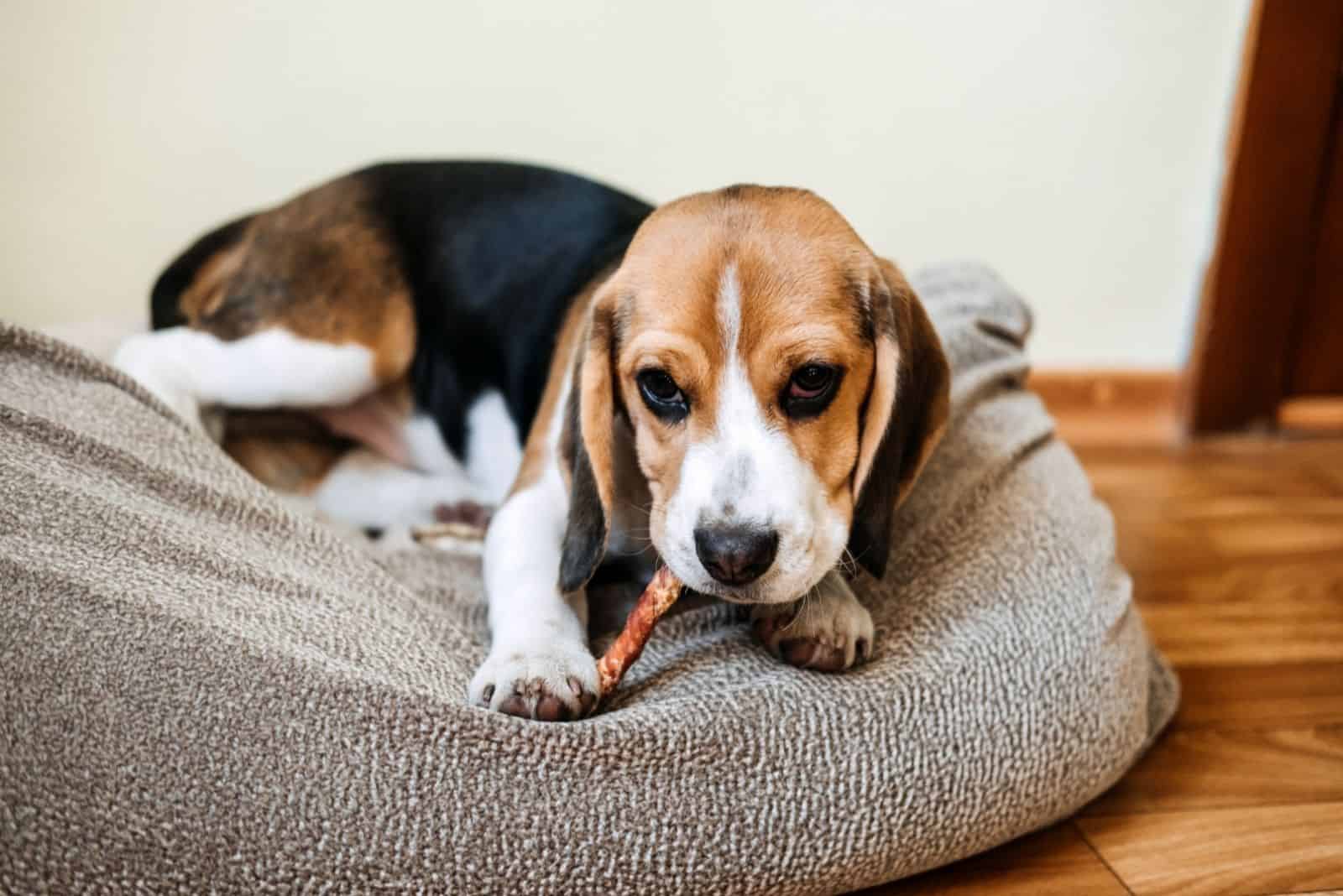 Beagle puppy eating Dog Snack Chewing Sticks at home