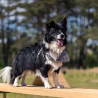 Beautiful puppy mix border collie and welsh corgi standing on a wooden platform