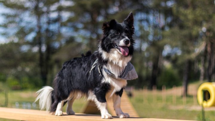 Corgi Border Collie Mix: World, Meet The Borgi