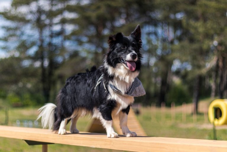 Beautiful puppy mix border collie and welsh corgi standing on a wooden platform