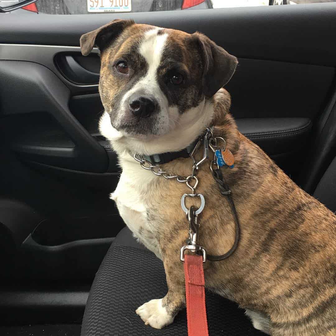 Corgi Bulldog Mix dog