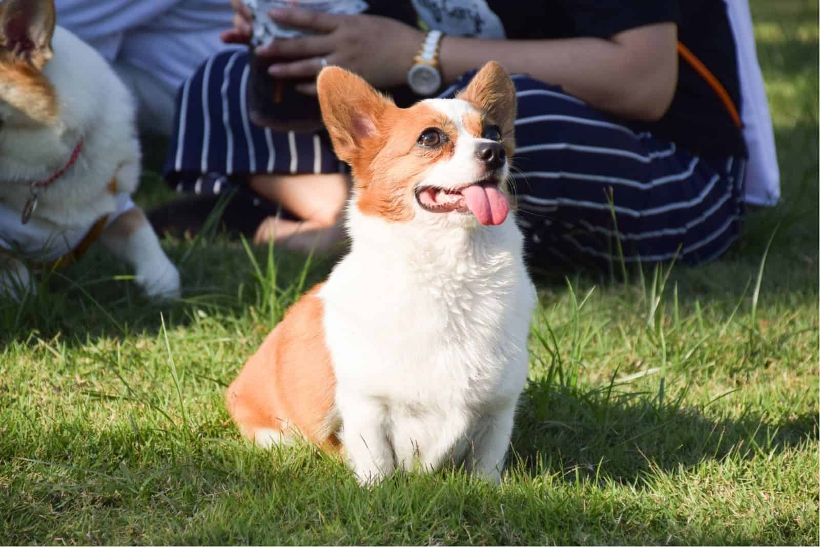 Corgi Chihuahua mix enjoys sunshine.
