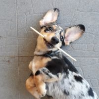 Dapple Corgi Dachshund Mix lying down with back on the floor