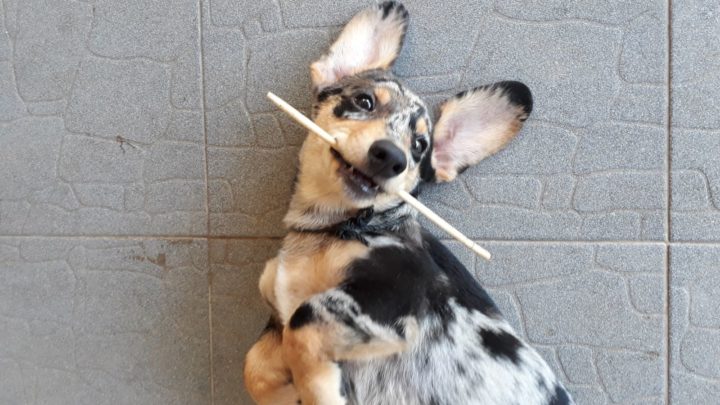Corgi Dachshund Mix: Fall In Love With The Dorgi