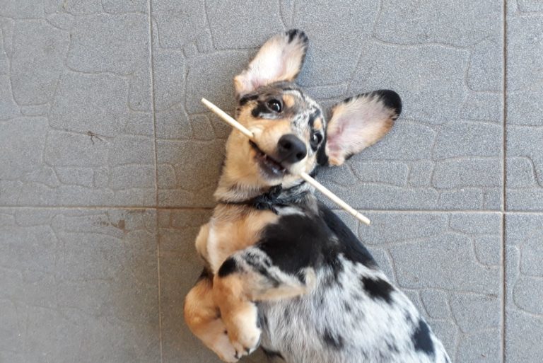 Dapple Corgi Dachshund Mix lying down with back on the floor