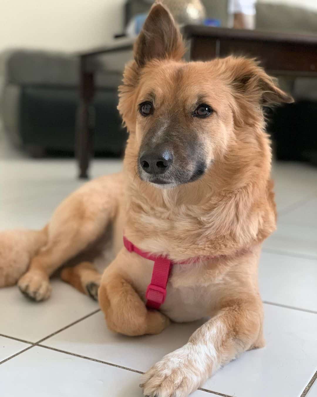 Corgi German Shepherd Mix dog