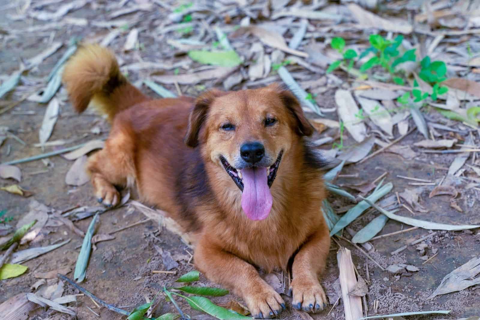 Corgi Golden retriever dog smiling at the camera comfortably lying on the ground