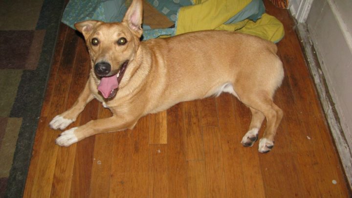 Corgi Greyhound mix - Is This The Most Energetic Crossbreed Out There?