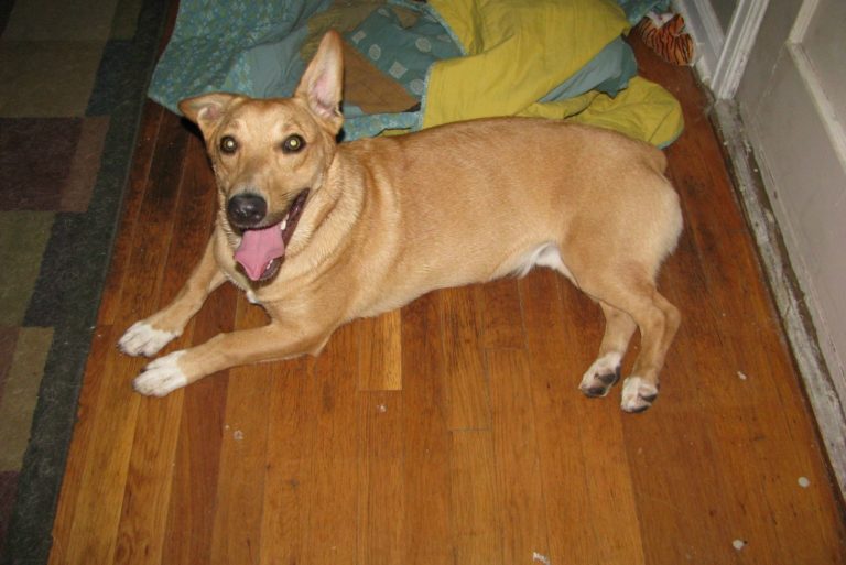 Corgi Greyhound mix