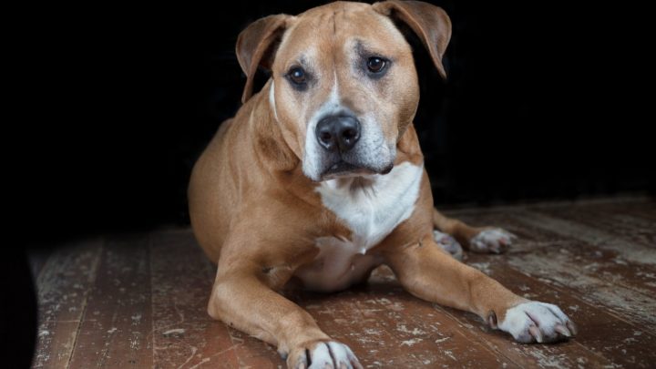 Corgi Pitbull Mix: Is This The Best Dog For Your Family?