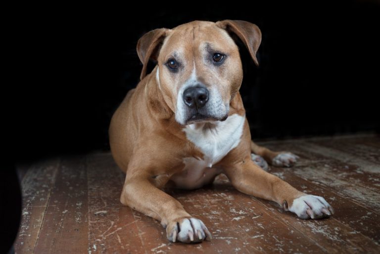 corgi pitbull mix dog lying on the floor inside a dark room