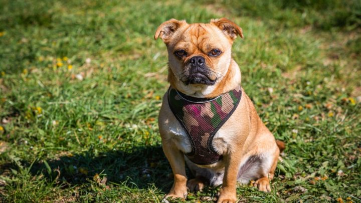 Corgi Pug Mix: All You Need To Know About The Porgi Dog