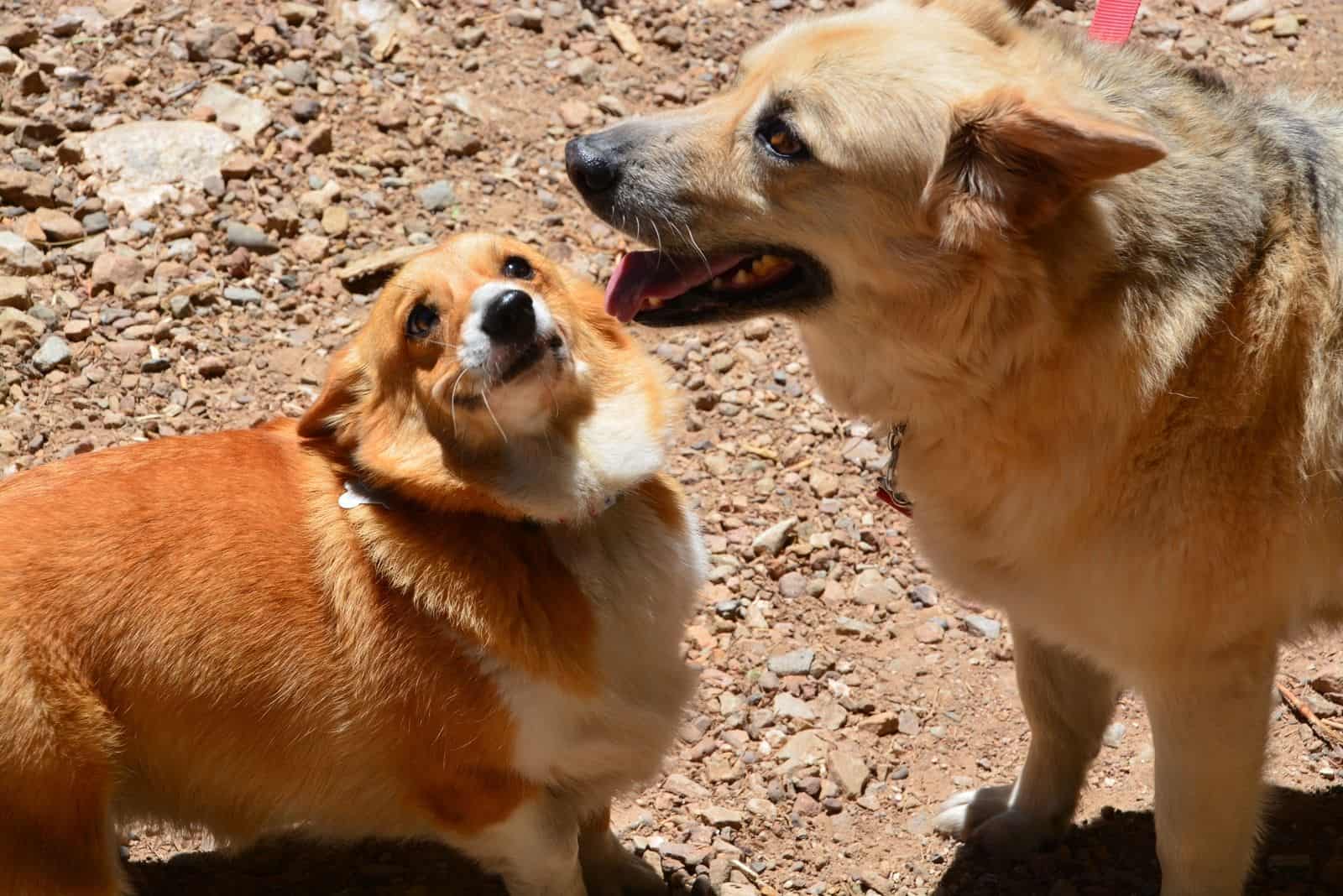 Corgi and a Corgi mix getting to know each other
