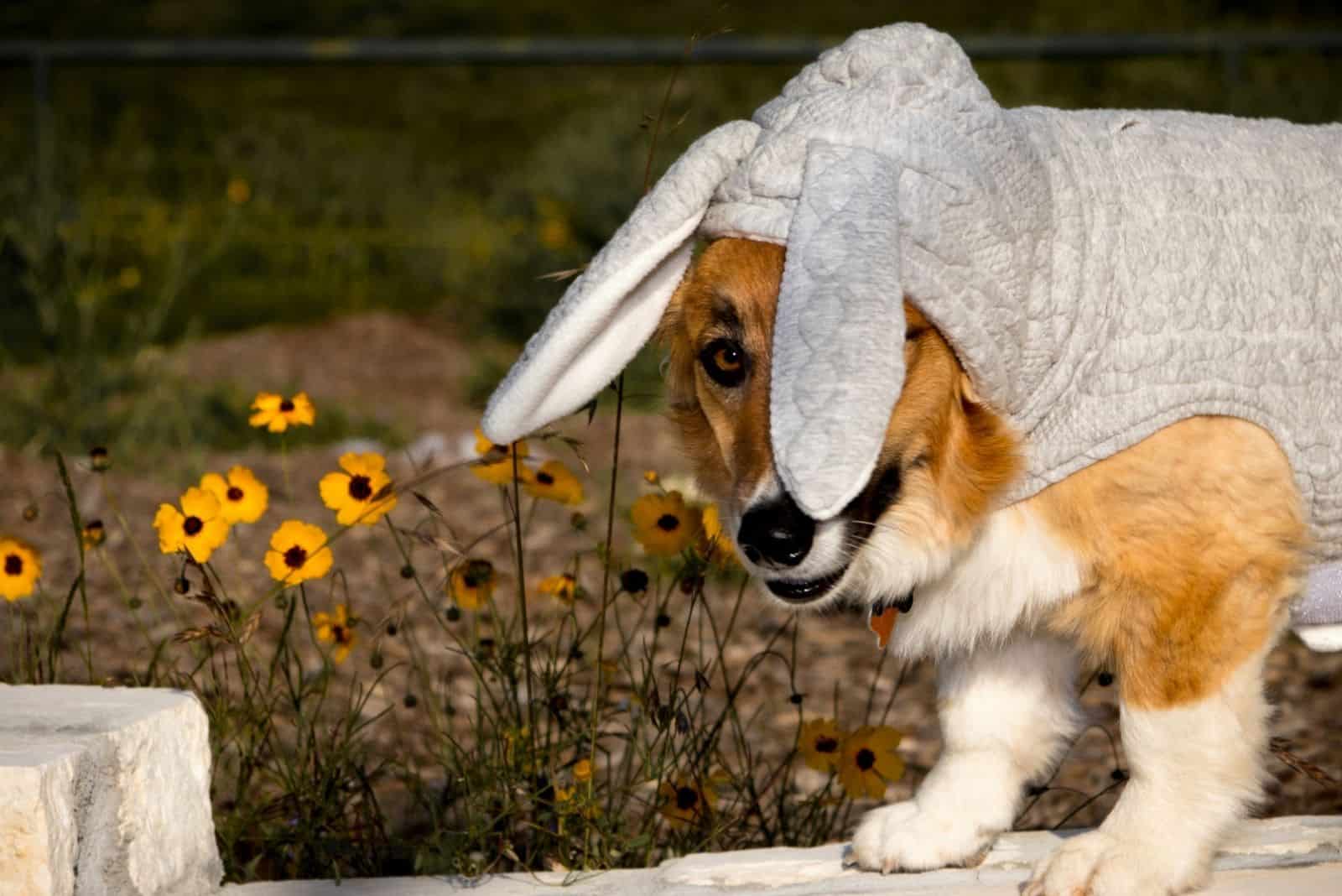 Corgi in Easter Suit Posing Reluctantly