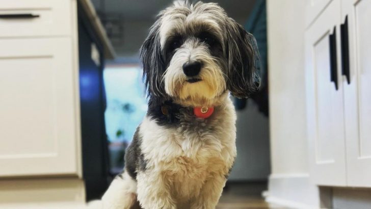 Corgipoo: Is This The Sweetest Family Dog Ever?