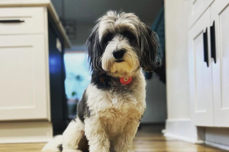 Corgipoo standing in kitchen looking at camera