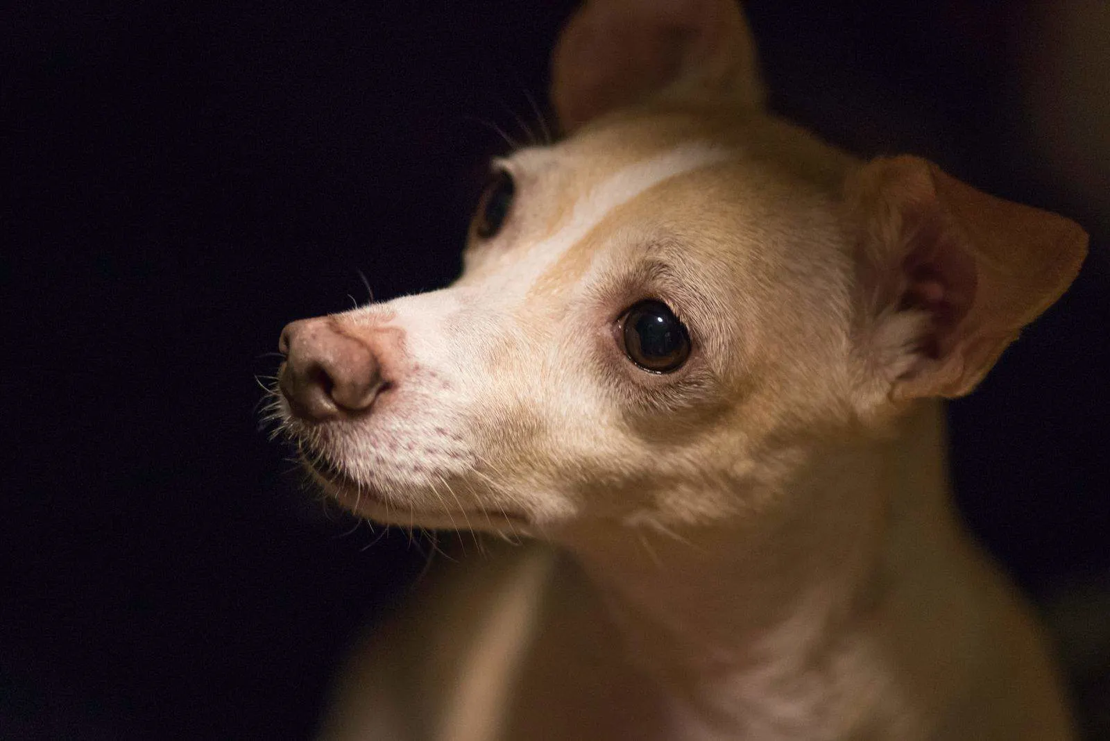 Curious Corgi-Chihuahua mixed dog in the dark