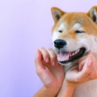 akita inu posing for a photo