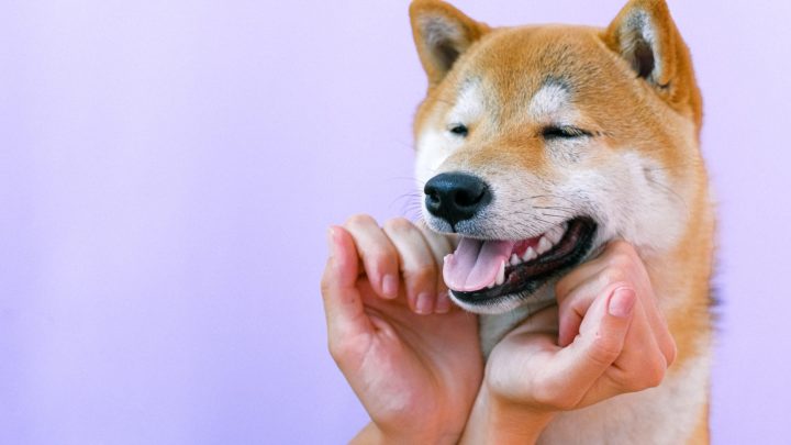 20 Cute Anime Dog Names For Your Pooch: Do Names Matter?