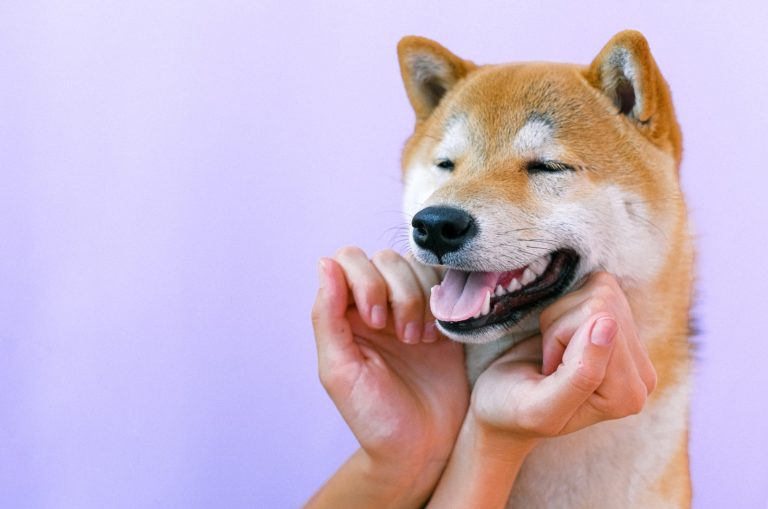 akita inu posing for a photo