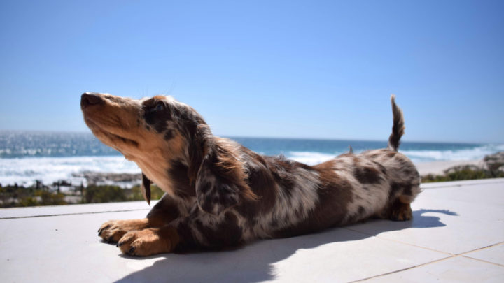 Dapple Dachshund: What Kind Of Dog Is It?