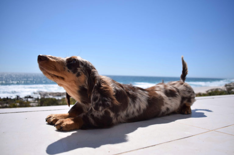 dapple dachshund stretching