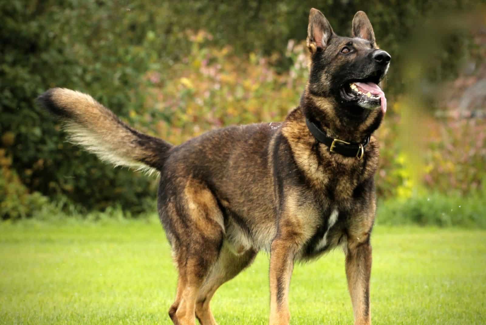 Dark sable working dog german shepherd looking up in the park