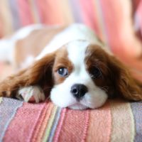 cavalier king charles spaniel puppy