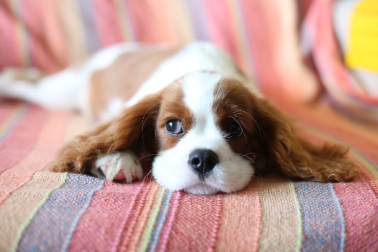 cavalier king charles spaniel puppy