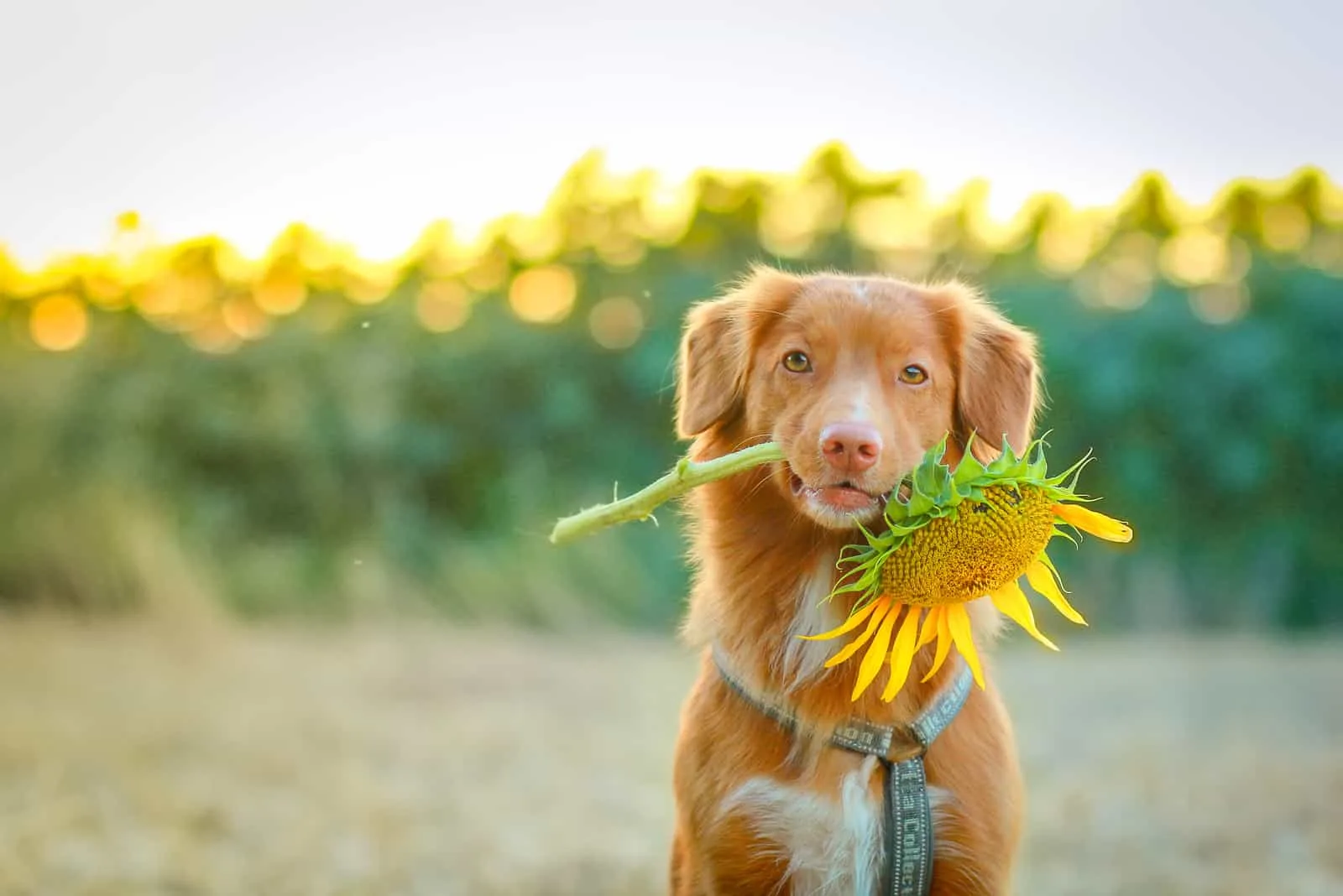 Dog holding a sunflower in iths mouth