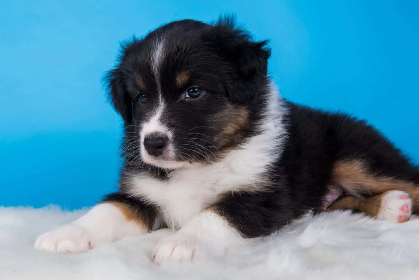 Dog with tri-color black, brown and white six weeks old, sitting on blue background.
