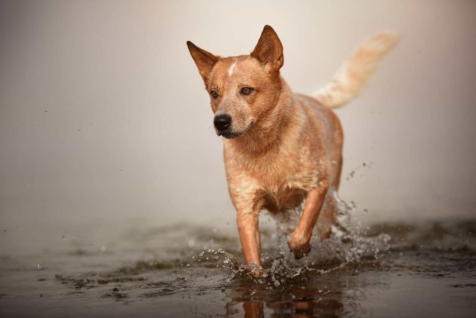 dorgi running in water in outdoors