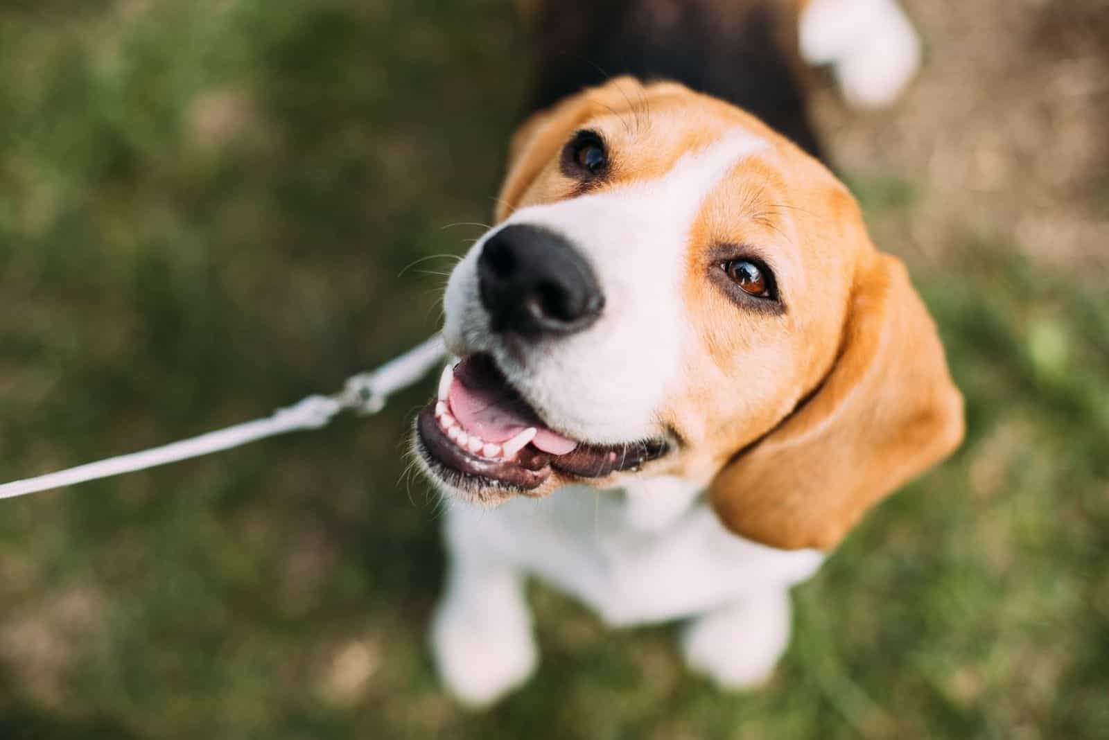 English Beagle Sitting On Green Grass looking up