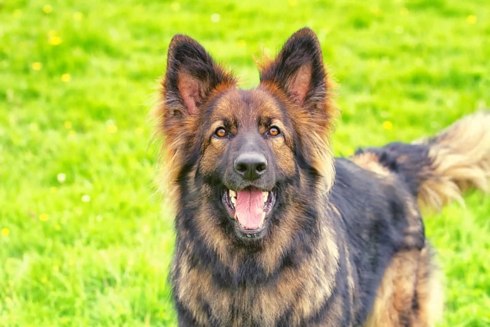 Excited German Shepherd Dog stood on grass barking at the camera