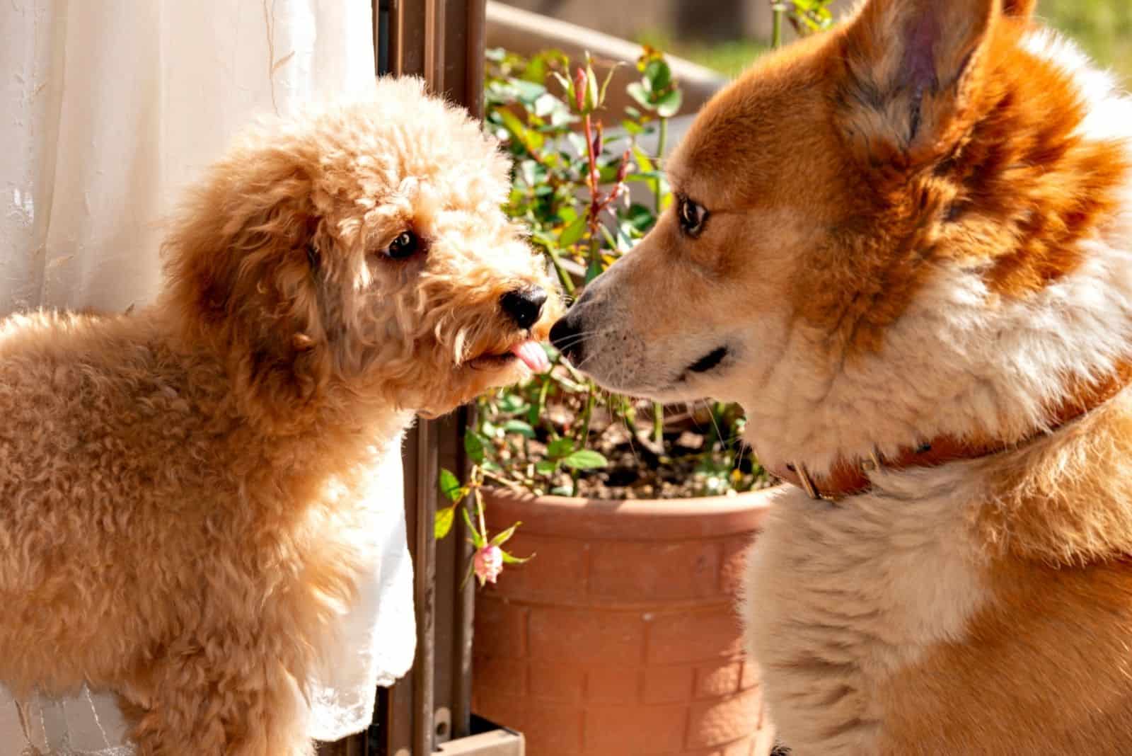 first contact of two dog welsh corgi and toy poodle in the garden
