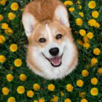 Happy corgi dog sitting in dandelions in the grass