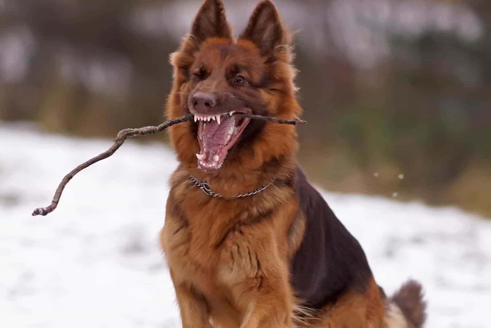 Funny GSD with a chain collar posing outdoors standing on a snow in winter