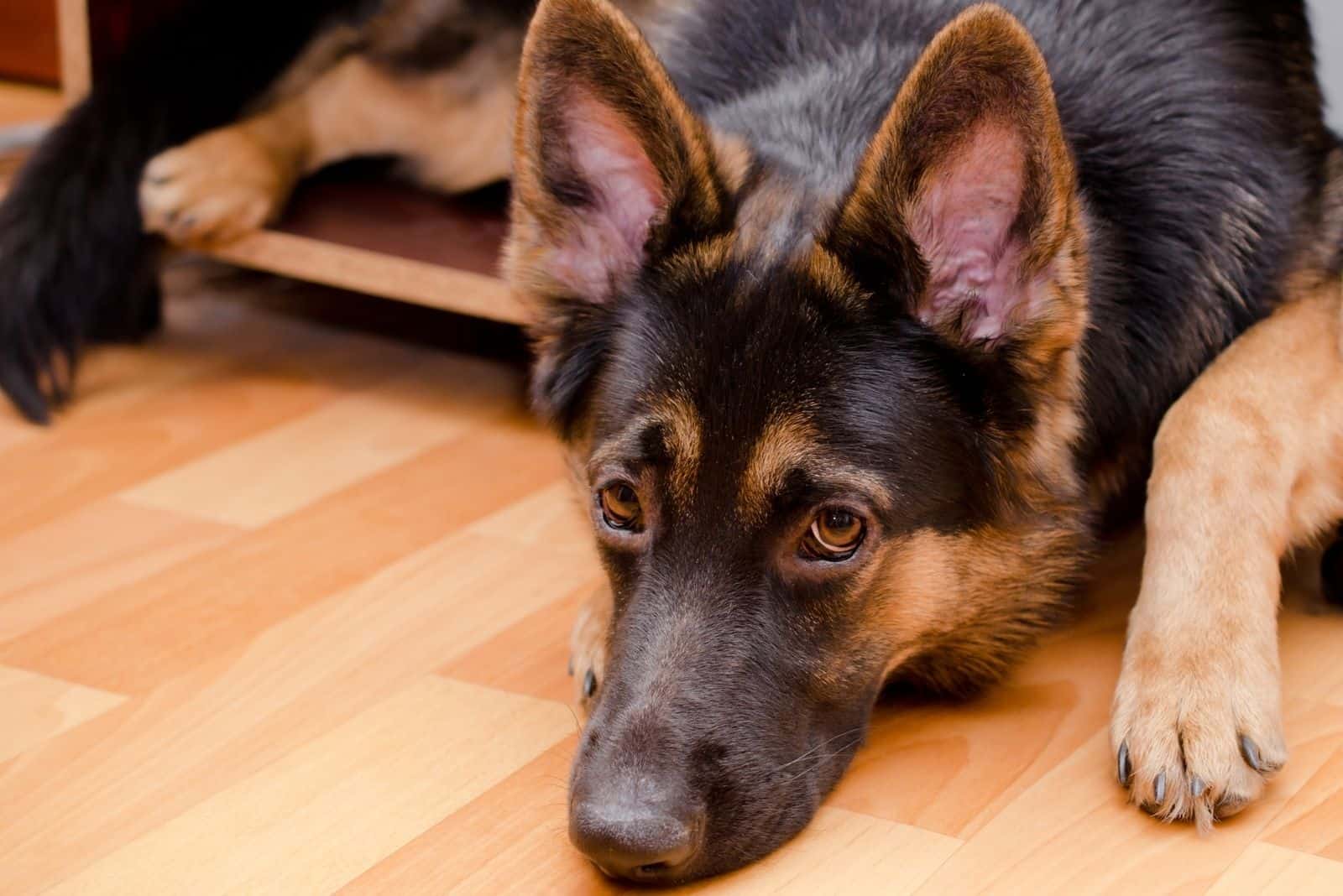 Funny sad German shepherd in a nightstand (using it as a crate)