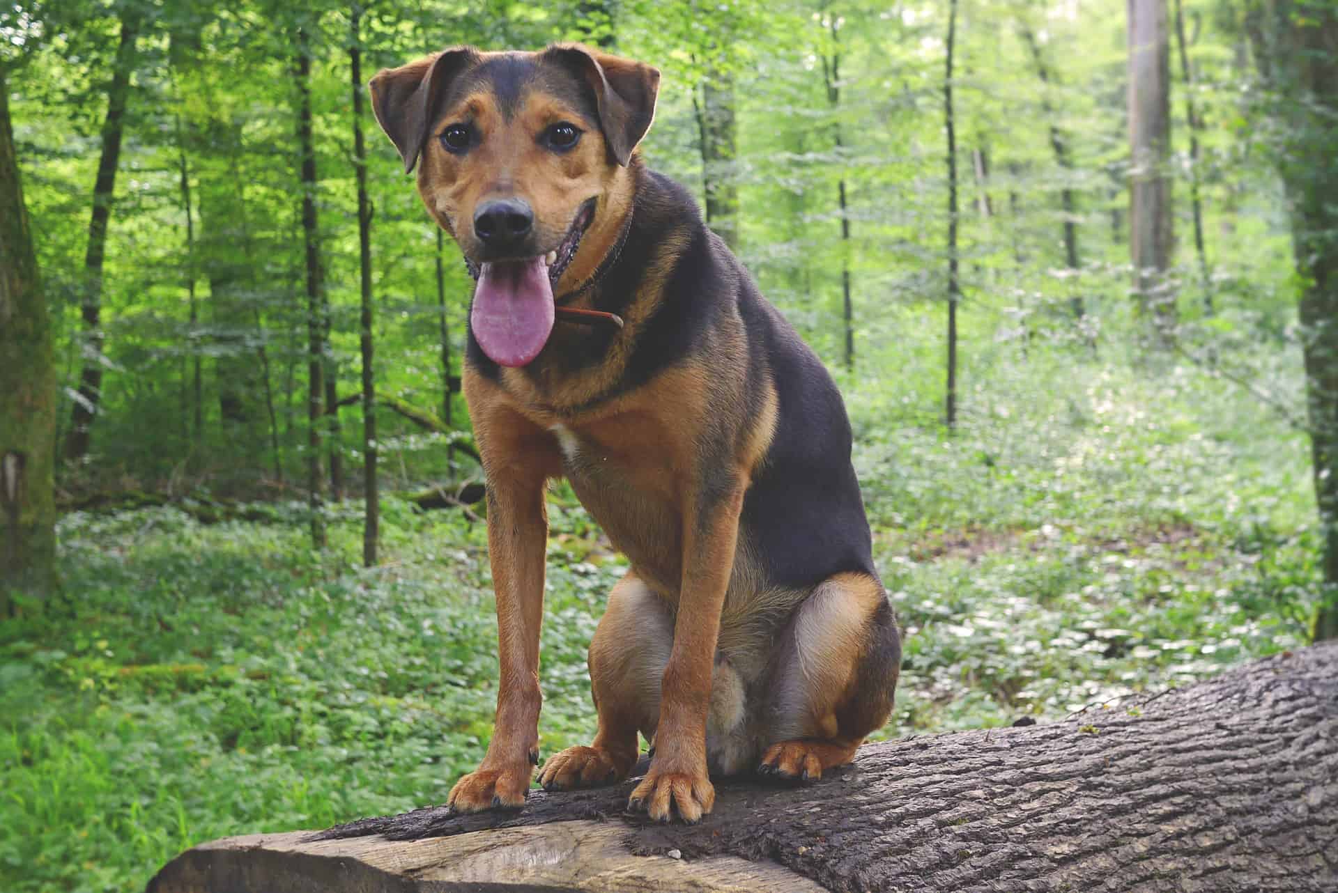 gsd lab mix in nature