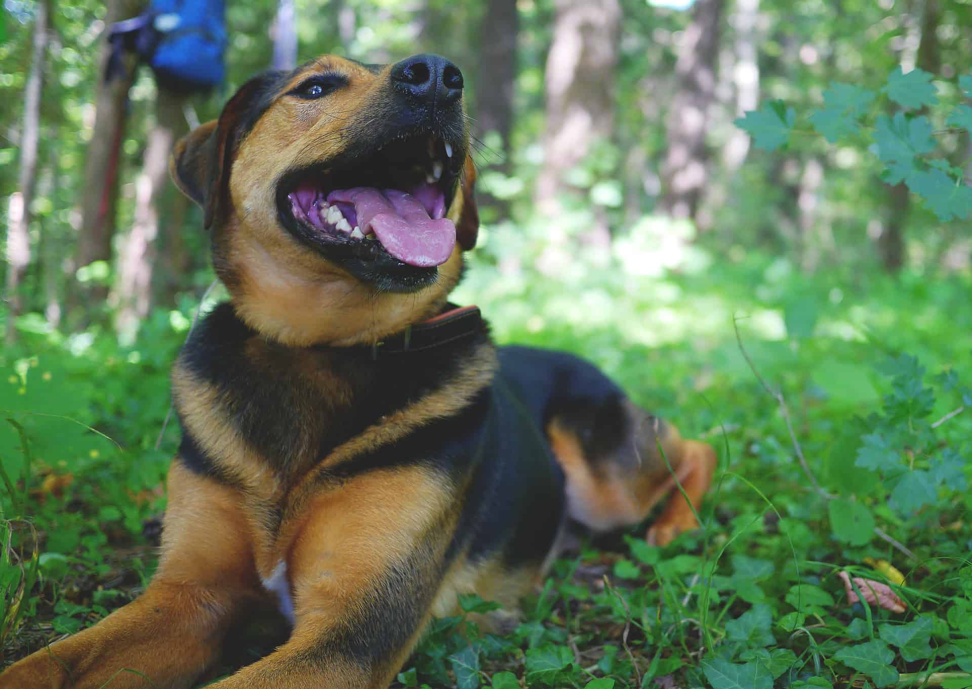 gsd lab mix