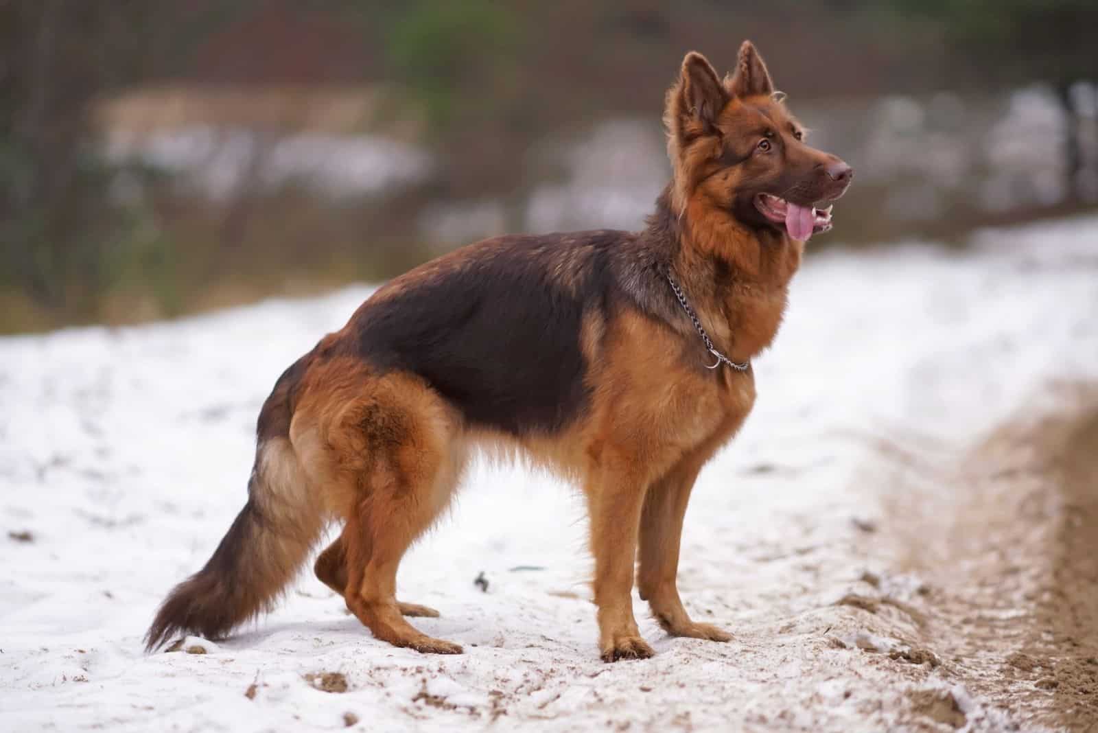 GSD with a chain collar posing outdoors standing on a snow in winter