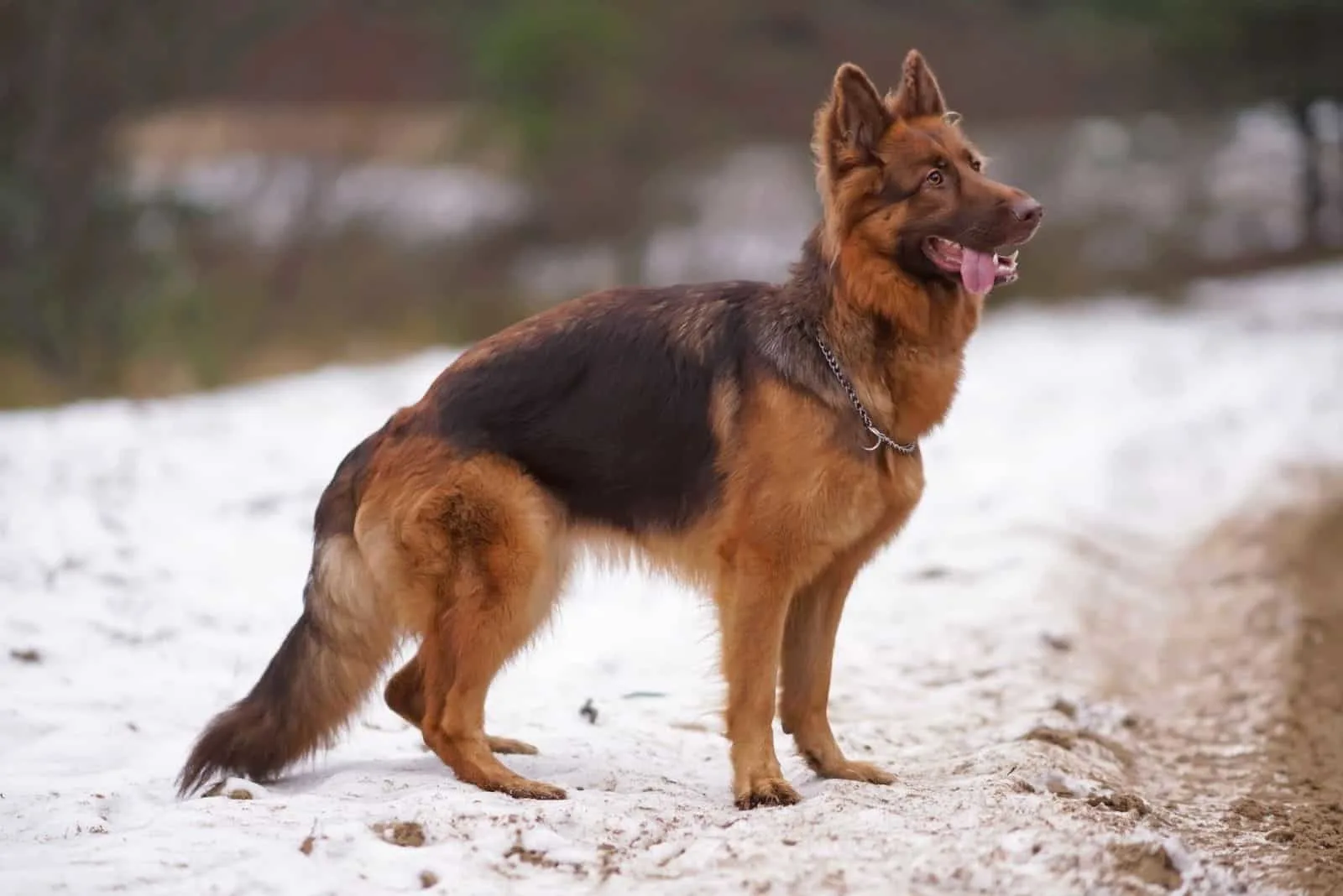 GSD with a chain collar posing outdoors standing on a snow in winter