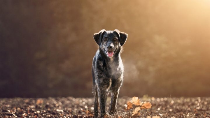 German Shepherd Australian Shepherd Mix: A Complete Guide