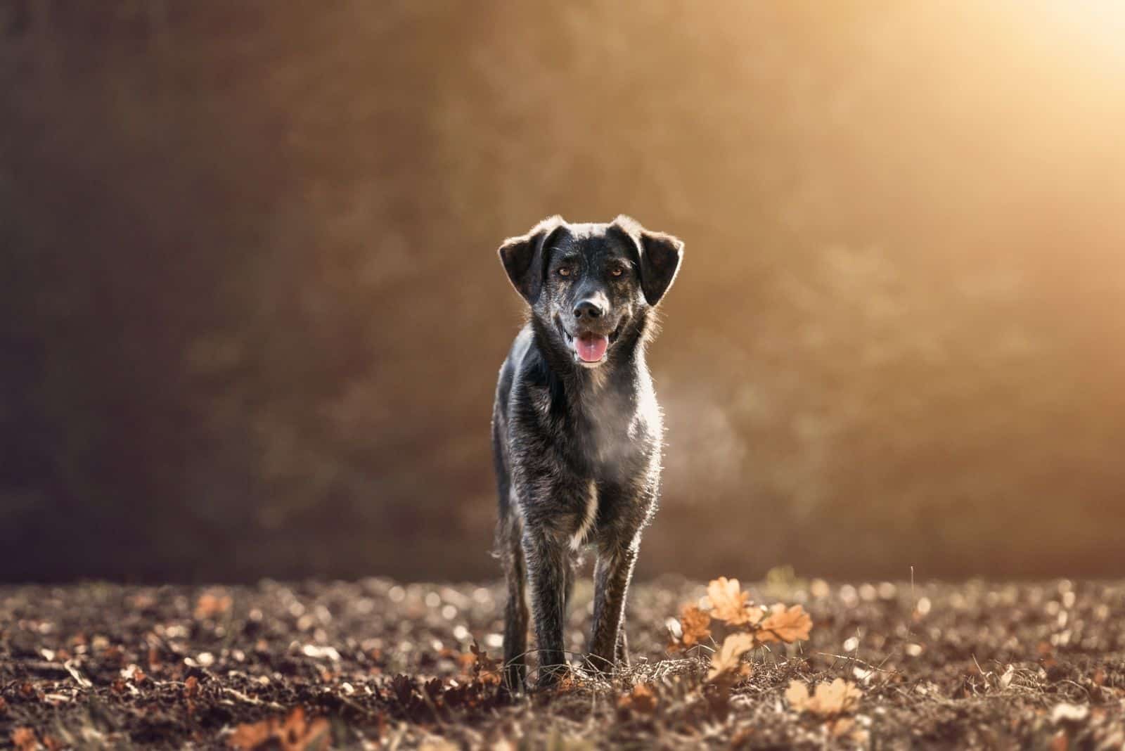 a mixed dog of german shepherd and australian shepherd standing in the autumn forest