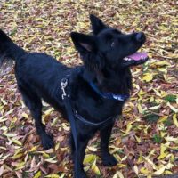 german shepherd border collie mix