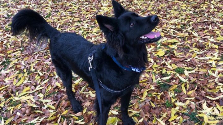 German Shepherd Border Collie Mix: Things You Need To Know
