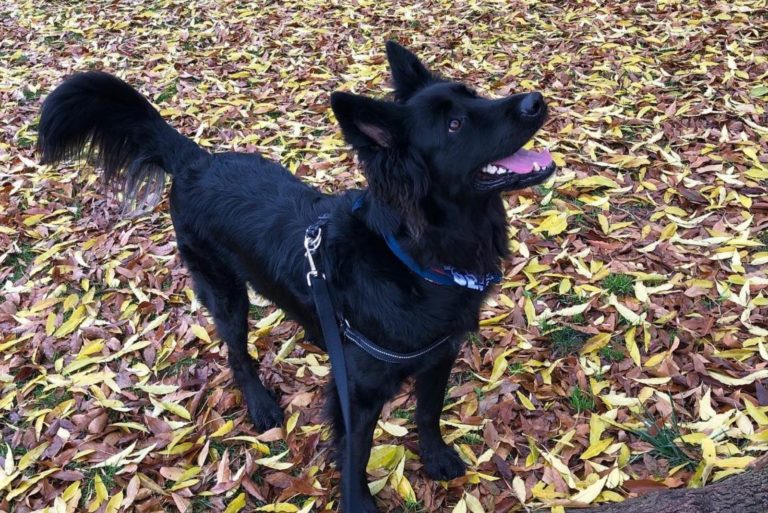 german shepherd border collie mix